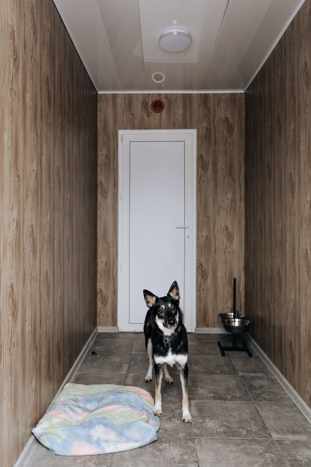 Номер для питомца